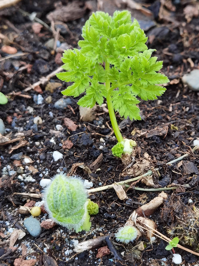 Myrrhis odorata photo